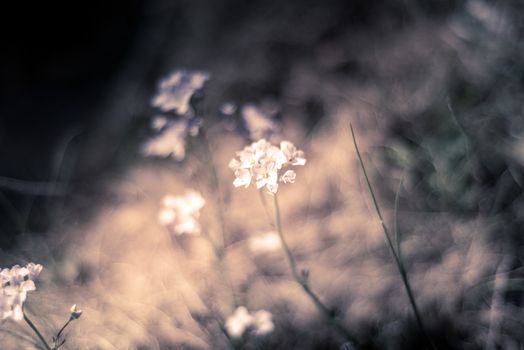 Selective focus of wild flower Cuckoo on the green meadow, Cardamine pratensis is a flowering plant in the family Brassicaceae, Native throughout most of Europe and Western Asia, Floral background.