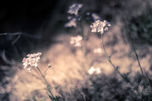 Selective focus of wild flower Cuckoo on the green meadow, Cardamine pratensis is a flowering plant in the family Brassicaceae, Native throughout most of Europe and Western Asia, Floral background.