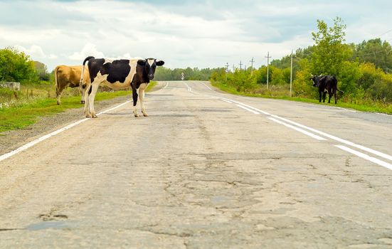 cows crossing the road, danger to cars