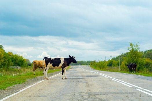 cows crossing the road, danger to cars