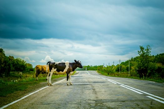 cows crossing the road, danger to cars