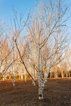 expanse of birch trees during the autumn season