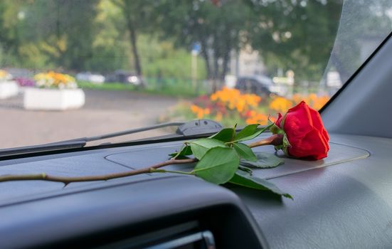 a red rose flower lies on the dashboard inside the car against the background of a city street and flower beds in the Park