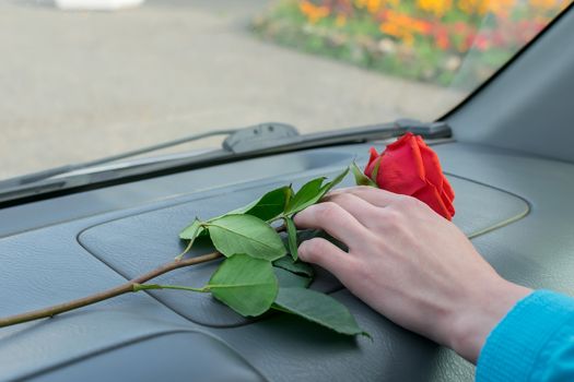 a woman hand takes a red rose flower that lies on the dashboard inside the car against the background of a city street and flower beds in the Park