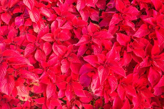 close-up of the leaves of the Coleus plant of red color