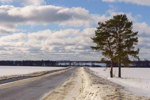 two pines near the road going through a snowy field on a winter day