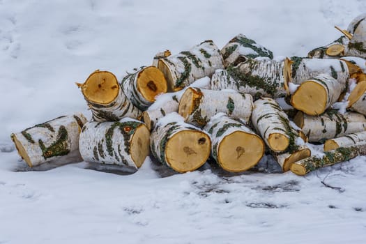 birch wood in the snow on a winter day