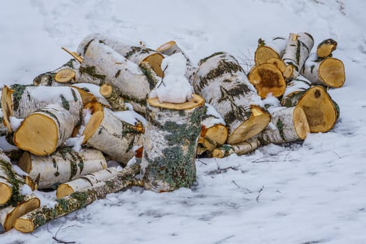 birch wood in the snow on a winter day