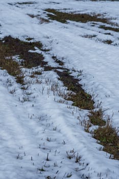 field with melting snow and last year's grass at the end of winter