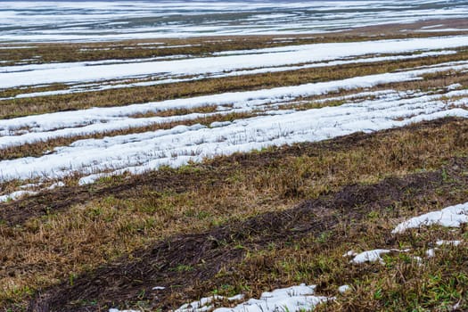 field with melting snow and last year's grass at the end of winter