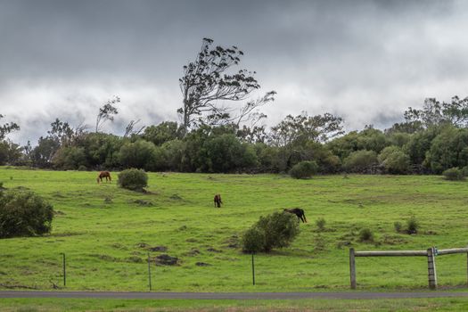 Waimea, Hawaii, USA. - January 15, 2020: Parker Ranch headquarters. Brown Horses on green meadow with dark green belt of trees under gray rainy cloudscape.