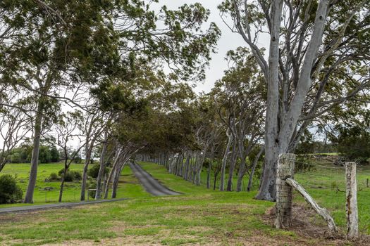 Waimea, Hawaii, USA. - January 15, 2020: Parker Ranch headquarters. Lane between slanted trees leads to main house. Green grass around and silver sky through trees.