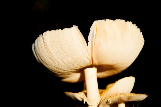 Mushroom or fungi.Parasol Mushroom