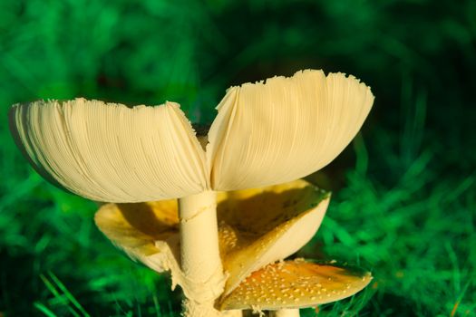 Mushroom or fungi.Parasol Mushroom