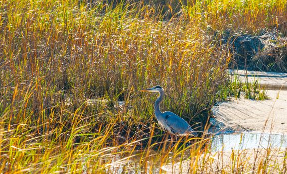 Great Blue Heron in breeding plumage stands at the water’s edge at Hatches Harbor near Provincetown Cape Cod USA.