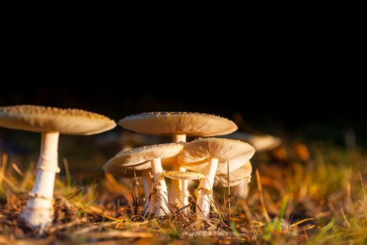 Mushroom or fungi.Parasol Mushroom