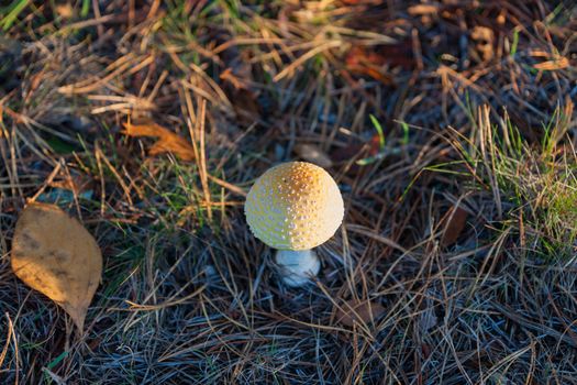 Mushroom or fungi, Parasol Mushroom