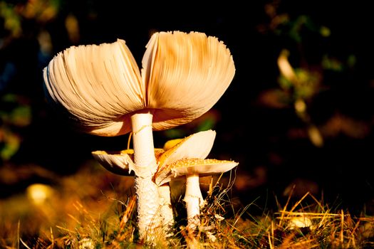 Mushroom or fungi.Parasol Mushroom