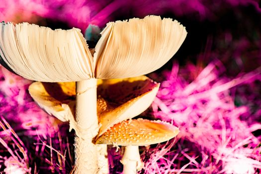 Mushroom or fungi.Parasol Mushroom