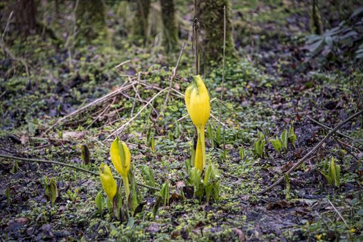 NI, Hillsborough, April 2018: Yellow Skunk Cabbage in early spring