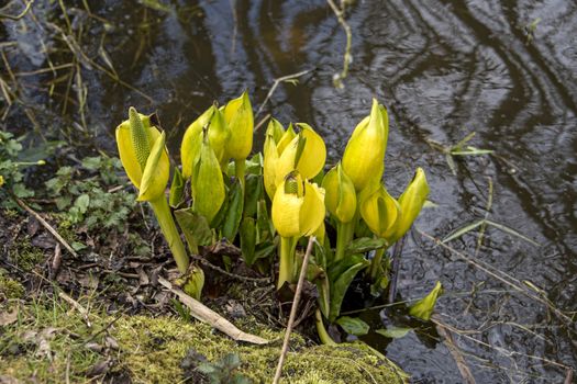 NI, Hillsborough, April 2018: Yellow Skunk Cabbage in early spring