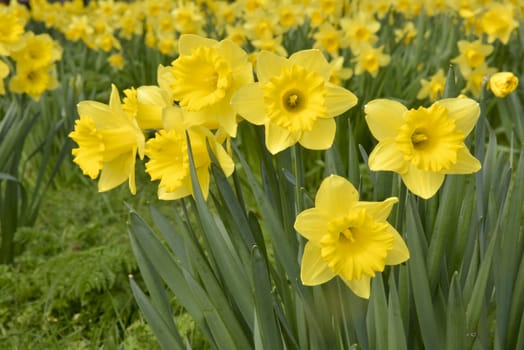 Bridlington, UK - Mar 2020: Golden daffolis in spring 