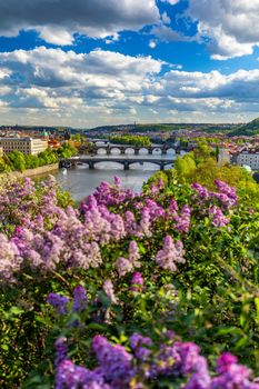 Amazing spring cityscape, Vltava river and old city center with colorful lilac blooming in Letna park, Prague, Czechia. Blooming bush of lilac against Vltava river and Charles bridge, Prague, Czechia.