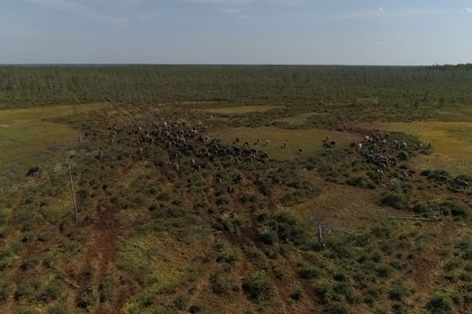 Deer grazing in the summer in the tundra. View from above. A herd of deer.