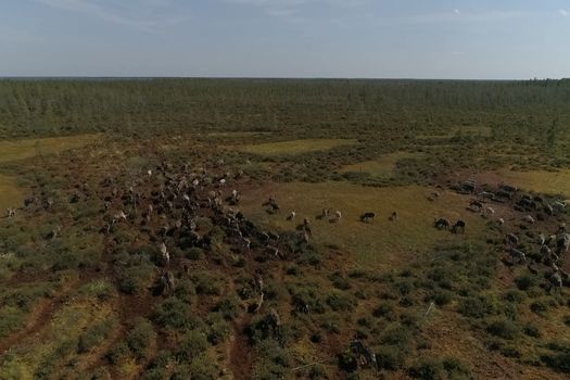 Deer grazing in the summer in the tundra. View from above. A herd of deer.