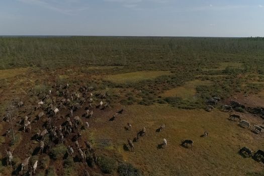 Deer grazing in the summer in the tundra. View from above. A herd of deer.