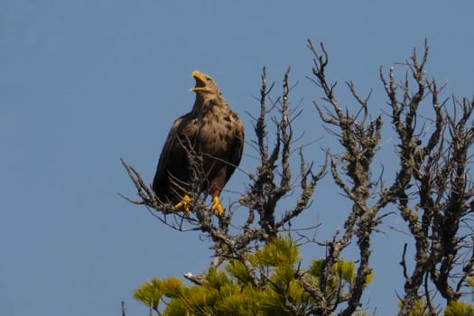 The eagle sits on top of a dried-up tree. An eagle with a yellow beak on a branch.