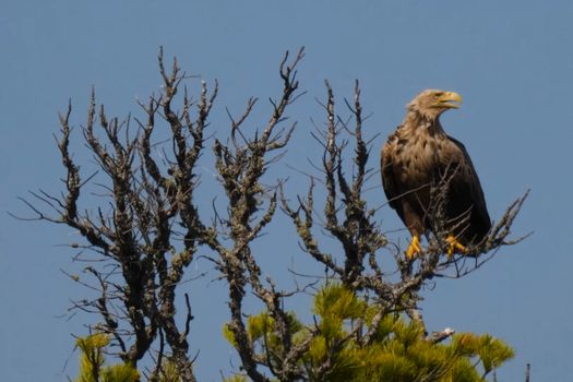 The eagle sits on top of a dried-up tree. An eagle with a yellow beak on a branch.