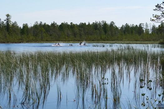 Holidaymakers bathe in the lake. Bathers in the lake splash. Northern summer in the forest tundra.