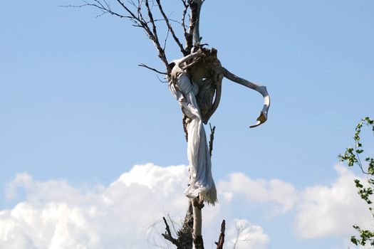 The skull of a reindeer on a tree. Traditional beliefs of the peoples of the north. The customs of the locals of the tundra.