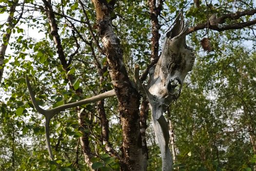 The skull of a reindeer on a tree. Traditional beliefs of the peoples of the north. The customs of the locals of the tundra.