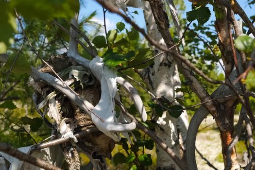 The skull of a reindeer on a tree. Traditional beliefs of the peoples of the north. The customs of the locals of the tundra.