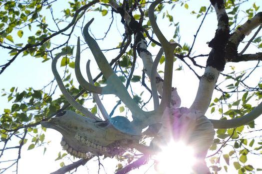 The skull of a reindeer on a tree. Traditional beliefs of the peoples of the north. The customs of the locals of the tundra.