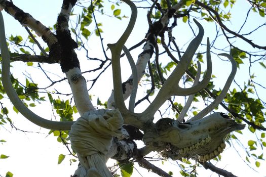 The skull of a reindeer on a tree. Traditional beliefs of the peoples of the north. The customs of the locals of the tundra.