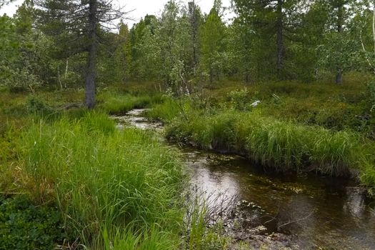 A small river in the middle of the forest. Vegetation on the banks of a small river.