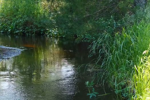 A small river in the middle of the forest. Vegetation on the banks of a small river.