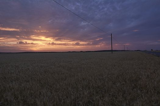 Wheat fields bathed in the sun before harvest, Sunset, red, orange, vastness