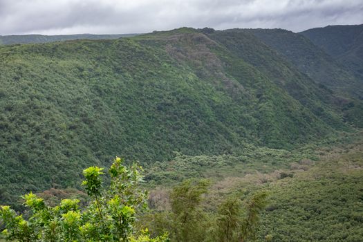 Kohala, Hawaii, USA. - January 15, 2020: Green forested flanks of Pololu valley with small band of gray cloudscape on top. 