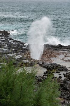 Koloa, Kauai, Hawaii, USA. - January 16, 2020: Gray-azure Pacific Ocean with black rocky coastline shows eruption of the Spouting Horn geiser. Some green foliage.