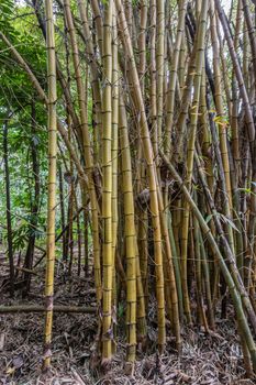 Kamokila Village, Kauai, Hawaii, USA. - January 16, 2020: Yellow bamboo stalks in the forest along South Fork Wailua River.