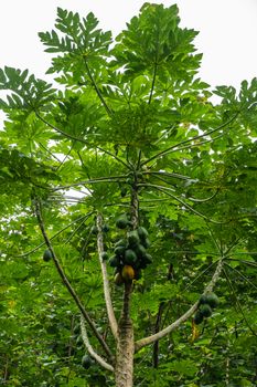 Kamokila Village, Kauai, Hawaii, USA. - January 16, 2020: Green papaya tree alone in green forest under silver sky.