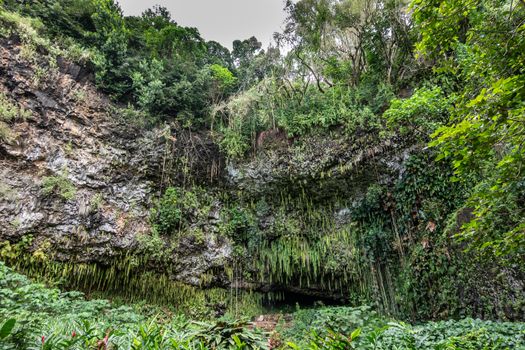 Kamokila Village, Kauai, Hawaii, USA. - January 16, 2020: Fern grotto hidden by green sword fern, trees, and plants at bottom of gray rock cliff. Silver sky above.