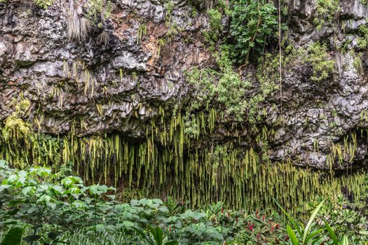 Kamokila Village, Kauai, Hawaii, USA. - January 16, 2020: Green sword fern hangs off wet black lava rock cliff. Other plans in front.