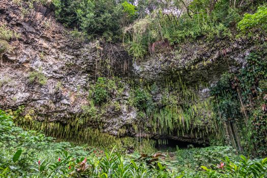Kamokila Village, Kauai, Hawaii, USA. - January 16, 2020: Plants grow in front of Fern grotto hidden by green sword fern, trees, and plants at bottom of gray rock cliff. 