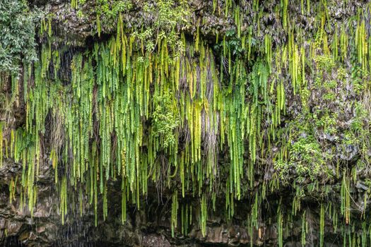 Kamokila Village, Kauai, Hawaii, USA. - January 16, 2020: Closeup of sword ferns hanging together from wet dark gray rocks of cliff. 