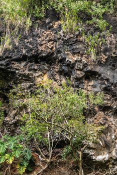 Kamokila Village, Kauai, Hawaii, USA. - January 16, 2020: Closeup of green plant vegetation on black lava rock cliff. Brown spots on stone created by water flow.